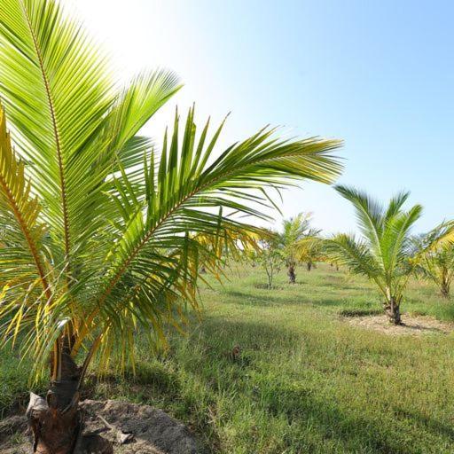 Hotel Kayjay Palms Passikudah Esterno foto